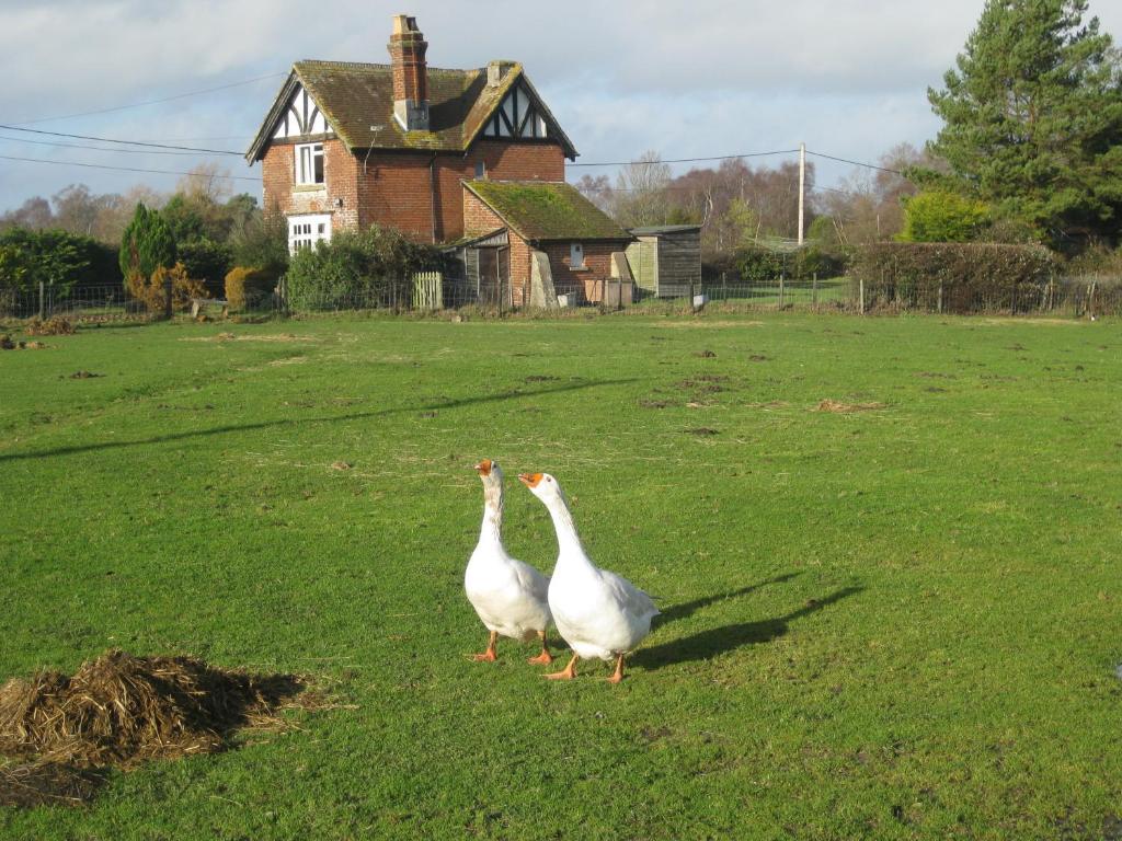 Whitemoor House B&B Lyndhurst Kültér fotó
